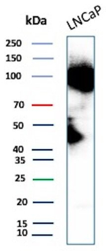 FOLH1/PSMA (Prostate Epithelial Marker) Antibody in Western Blot (WB)