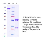 Folate Receptor Alpha (FRalpha)/FOLR1 Antibody in SDS-PAGE (SDS-PAGE)