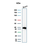 Folate Receptor Alpha (FRalpha)/FOLR1 Antibody in Western Blot (WB)