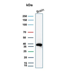 Folate Receptor Alpha (FRalpha)/FOLR1 Antibody in Western Blot (WB)