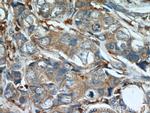 Mammaglobin A Antibody in Immunohistochemistry (Paraffin) (IHC (P))