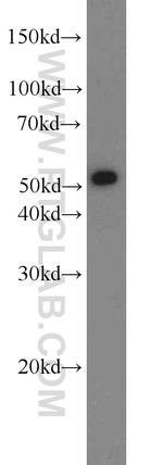 LBP Antibody in Western Blot (WB)