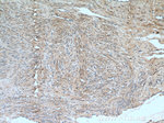 SMTN Antibody in Immunohistochemistry (Paraffin) (IHC (P))