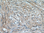 SMTN Antibody in Immunohistochemistry (Paraffin) (IHC (P))