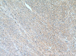 SMTN Antibody in Immunohistochemistry (Paraffin) (IHC (P))