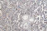PEG3 Antibody in Immunohistochemistry (Paraffin) (IHC (P))
