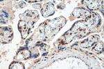 PEG3 Antibody in Immunohistochemistry (Paraffin) (IHC (P))