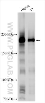 PEG3 Antibody in Western Blot (WB)