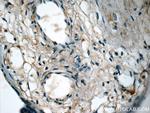 NFKB1 p105 Antibody in Immunohistochemistry (Paraffin) (IHC (P))