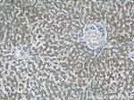 RPS25 Antibody in Immunohistochemistry (Paraffin) (IHC (P))