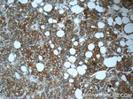 RPS25 Antibody in Immunohistochemistry (Paraffin) (IHC (P))