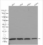 RPS25 Antibody in Western Blot (WB)