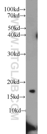 RPS25 Antibody in Western Blot (WB)