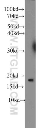 RPS25 Antibody in Western Blot (WB)