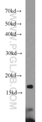 RPS25 Antibody in Western Blot (WB)