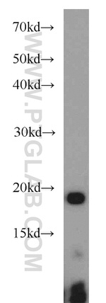 RPS25 Antibody in Western Blot (WB)