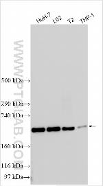 MSL2 Antibody in Western Blot (WB)