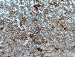 SELPLG Antibody in Immunohistochemistry (Paraffin) (IHC (P))