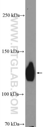 SELPLG Antibody in Western Blot (WB)