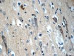 NPS Antibody in Immunohistochemistry (Paraffin) (IHC (P))