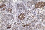 NPS Antibody in Immunohistochemistry (Paraffin) (IHC (P))