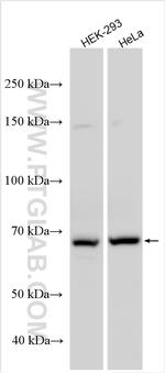 FBXL19 Antibody in Western Blot (WB)