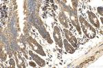 MRGPRD Antibody in Immunohistochemistry (Paraffin) (IHC (P))