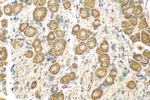 MRGPRD Antibody in Immunohistochemistry (Paraffin) (IHC (P))