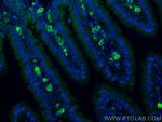 MRGPRD Antibody in Immunohistochemistry (PFA fixed) (IHC (PFA))