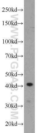 FOXQ1 Antibody in Western Blot (WB)