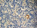 TMEM231 Antibody in Immunohistochemistry (Paraffin) (IHC (P))