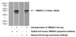TMEM231 Antibody in Western Blot (WB)