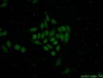 MNT Antibody in Immunocytochemistry (ICC/IF)