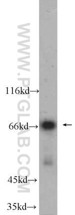 MNT Antibody in Western Blot (WB)