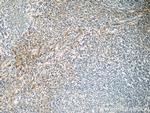 ENOX1 Antibody in Immunohistochemistry (Paraffin) (IHC (P))