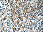 ENOX1 Antibody in Immunohistochemistry (Paraffin) (IHC (P))