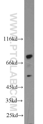 ENOX1 Antibody in Western Blot (WB)