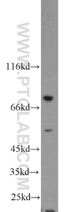 ENOX1 Antibody in Western Blot (WB)