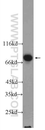 ENOX1 Antibody in Western Blot (WB)