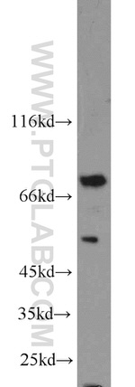 ENOX1 Antibody in Western Blot (WB)