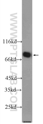 ENOX1 Antibody in Western Blot (WB)