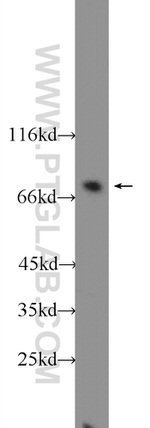 ENOX1 Antibody in Western Blot (WB)