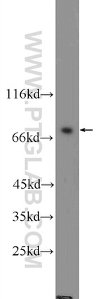 ENOX1 Antibody in Western Blot (WB)