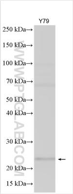ASCL1 Antibody in Western Blot (WB)