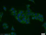 TPCN1 Antibody in Immunocytochemistry (ICC/IF)