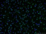 RSK2 Antibody in Immunohistochemistry (PFA fixed) (IHC (PFA))