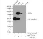 RSK2 Antibody in Immunoprecipitation (IP)