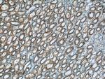 CCDC27 Antibody in Immunohistochemistry (Paraffin) (IHC (P))