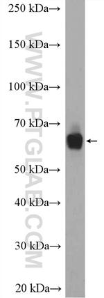 MON1A Antibody in Western Blot (WB)