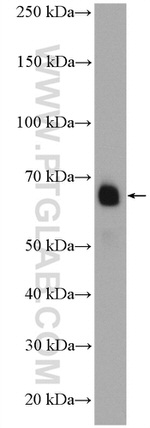 MON1A Antibody in Western Blot (WB)